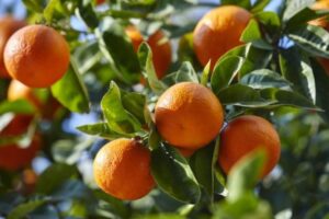 mandarines exportations 3 e1624091895191 607x405 1