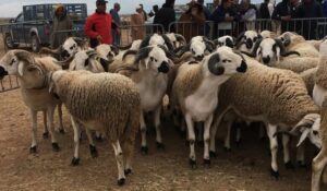 %D8%A7%D9%84%D8%A3%D8%B6%D8%AD%D9%89 1080x630 1 686x400 1