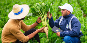 أمطار مارس تعيد الأمل لمنتجي الشمندر السكري بجهة الشرق 4 87755160 62205441