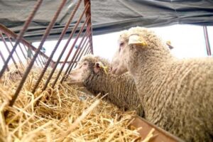 moutons copie 608x405 1