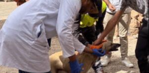 جماعة ترابية تحدث القطيعة مع قتل الكلاب الضالة وتطلق أول حملة بيطرية إنسانية بالمغرب 4 89380968 63201058