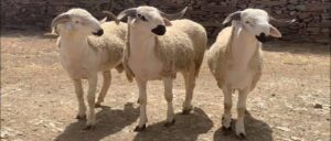 إحصاء وطني جديد يكشف ارتفاع إجمالي القطيع الوطني رغم تراجع الأبقار والإبل بالمغرب 4 90711621 63917426