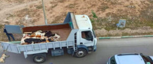 بعد تهجمها على ستيني.. السلطات تشرع في جمع الكلاب الضالة بالحوز 4 90818086 63971554