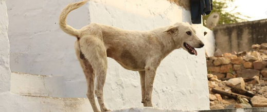 كلب-“حراك”-من-الناظور-يثير-الرعب-في-مليلية