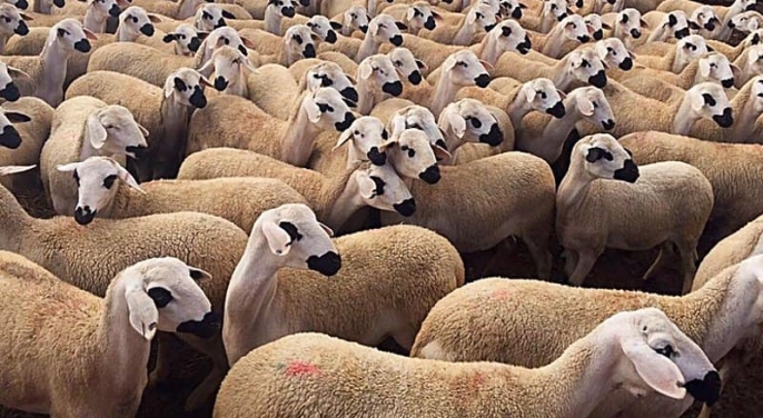 وزارة-الفلاحة-تسمح-بذبح-إناث-الأغنام-والماعز-بشرط