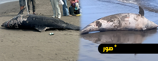 نفوق-دلفين-بشاطئ-الصفيحة-في-الحسيمة