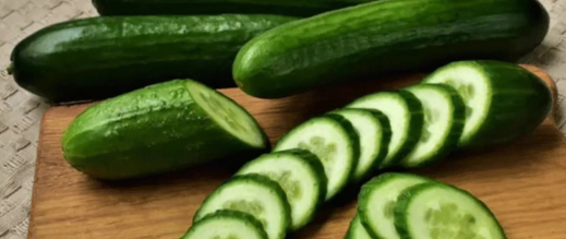 صادرات-الخيار-المغربي-تحقق-21-مليون-دولار-خلال-موسم-واحد