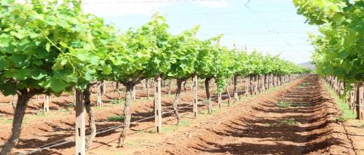 المغرب-يستعد-لإطلاق-“الرؤية-الزراعية-2050”-لتعزيز-الأمن-الغذائي