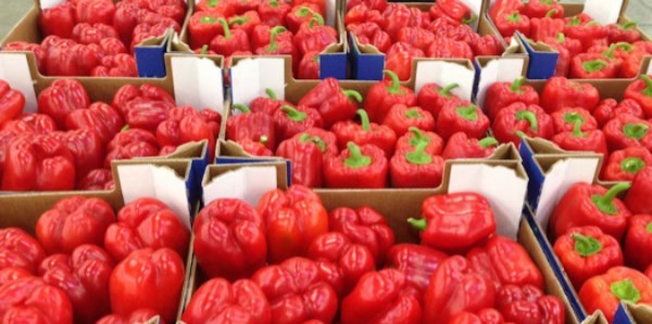 بدعوى-احتوائه-على-بقايا-مبيدات.-إيطاليا-تسحب-الفلفل-المغربي-من-الأسواق