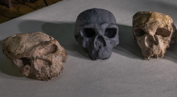 جمجمة-عمرها-مليون-سنة-توفر-معطيات-جديدة-عن-مراحل-التطور-البشري