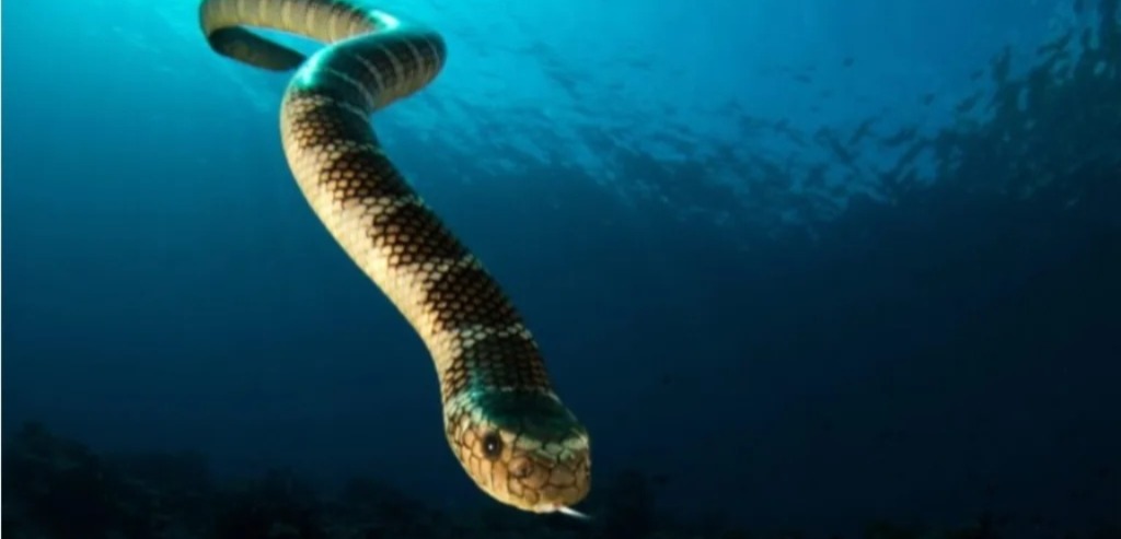 المغرب-وإسبانيا-ينسقان-لضرب-شبكات-تهريب-ثعابين-البحر