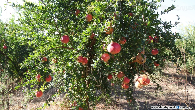 فريش-بلازا:-انطلاق-موسم-الرمان-بالمغرب-بحصيلة-مبشرة