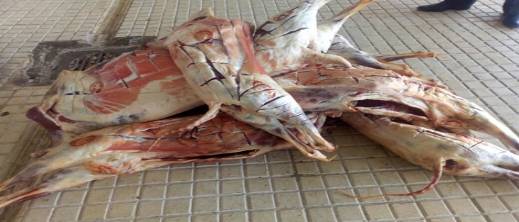 الدرك-يحجز-لحوما-مجهولة-المصدر-قادمة-من-فاس-في-طريقها-إلى-الحسيمة