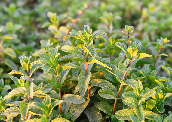 وكالة-حوض-سبو-تتسبب-في-ارتفاع-صاروخي-لأسعار-النعناع-بجهة-فاس