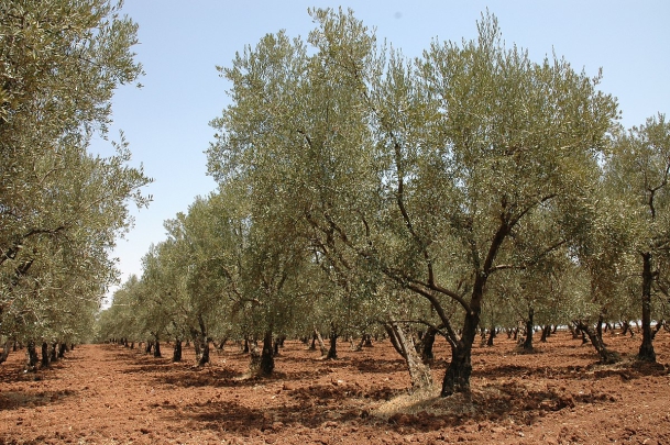 وزارة-الفلاحة-تغرس-أزيد-من-7-آلاف-هكتار-من-الزيتون-وتواصل-دعم-الفلاحين