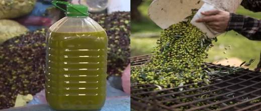 مهنيون-يتوقعون-انخفاض-في-أسعار-زيت-الزيتون-هذا-الموسم-إلى-50-درهما-للتر