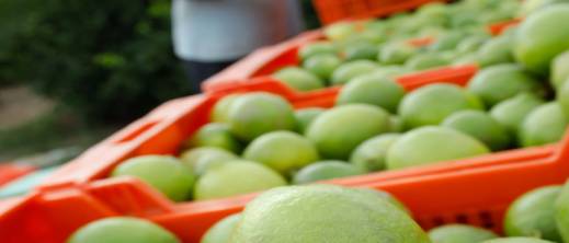 المغرب-يتقدم-في-ترتيب-الدول-التي-تتلقى-الصادرات-الزراعية-الإسبانية-ويزيح-الولايات-المتحدة