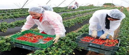 إسبانيا-تطلب-تعزيز-اليد-العاملة-الموسمية-من-المغرب-لضمان-استقرار-إنتاج-الفواكه-الحمراء