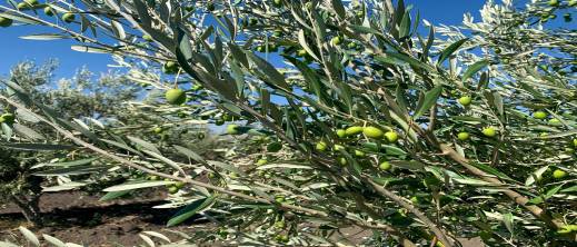 انطلاق-موسم-الجني.-توقعات-بارتفاع-الإنتاج-وتراجع-الأسعار-لـ-50-درهما