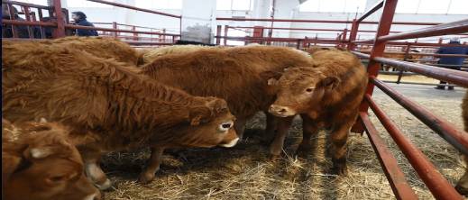 توقف-صادرات-الأبقار-الإسبانية-إلى-المغرب-بسبب-مرض-جديد