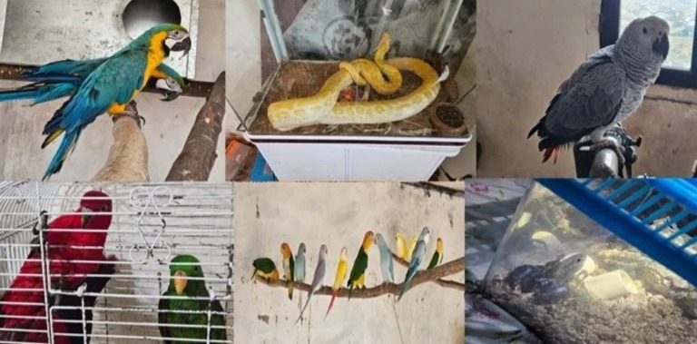 الإطاحة-بشبكة-متخصصة-في-الاتجار-بالحيوانات-البرية-المحمية