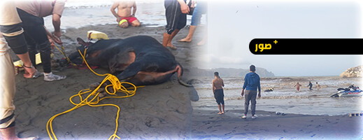 الوقاية-المدنية-تنقذ-ثورا-بأجدير-جرفته-أمواج-البحر