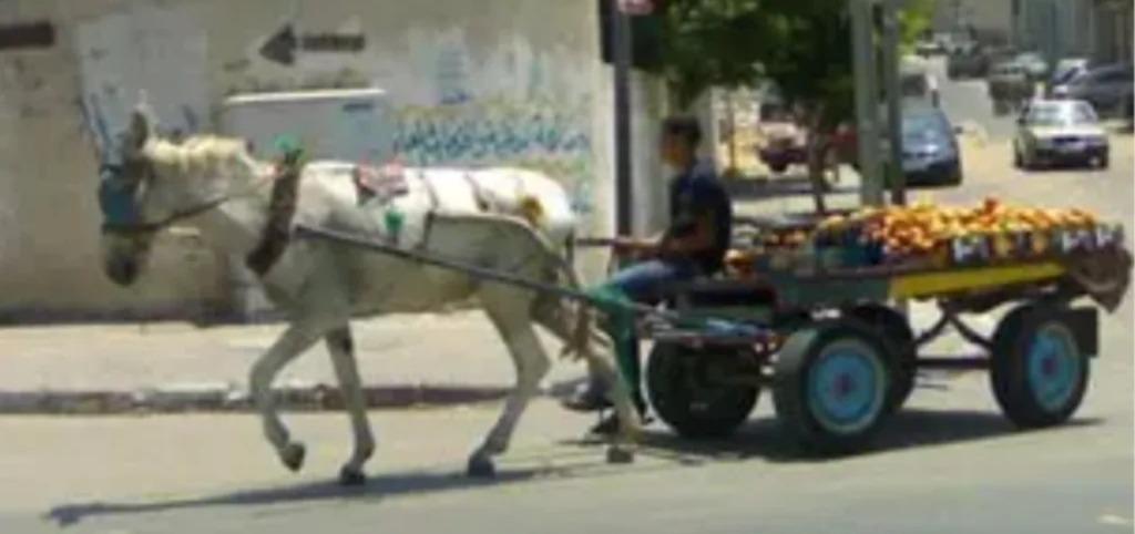 تقرير-دولي-يكشف-معاناة-صادمة-للحمير-والبغال-في-المغرب
