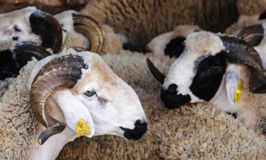 بالتفاصيل.-وزارة-الفلاحة-تطلق-عملية-صرف-الدعم-المالي-المباشر-لفائدة-مربي-الماشية