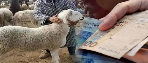 انطلاق-صرف-المنح-المباشرة-لمربي-الماشية-في-المغرب-وهذه-قيمتها