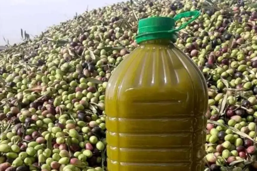 وزير-الفلاحة:-“إنتاج-الزيتون-هذا-العام-ضعف-إنتاج-السنة-الماضية”-ومهنيون-يتحدثون-عن-أقل-من-50-درهما-للتر