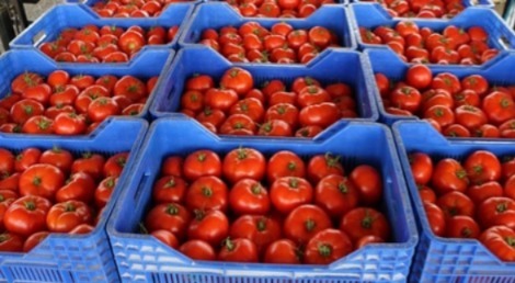 منظمة-فرنسية:-مبيدات-خطيرة-في-طماطم-مستوردة-من-المغرب-وإسبانيا