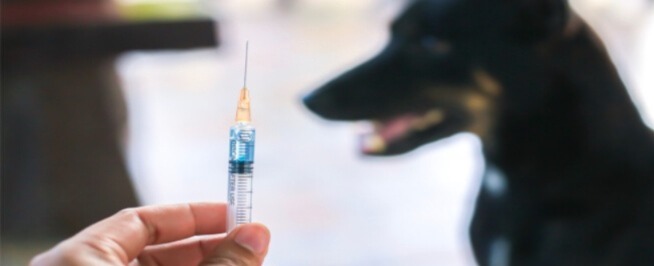 افتقار-مستشفى-العروي-للقاح-داء-الكلب-يضع-حياة-المواطنين-في-خطر