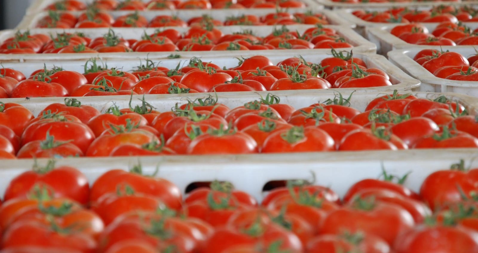 ماحقيقة-احتواء-طماطم-مغربية-على-بقايا-مبيدات؟.-أونسا-تخرج-عن-صمتها