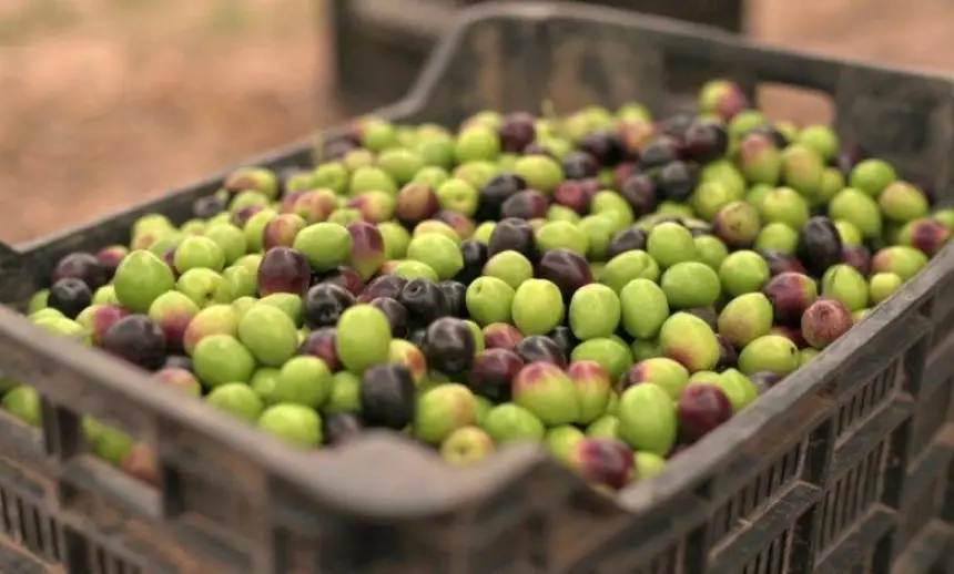 شنو-تيوكلونا؟.-السلطات-الفرنسية-تمنع-دخول-شحنة-زيتون-بسبب-“مبيد-سام”-محظور-منذ-خمس-سنوات!