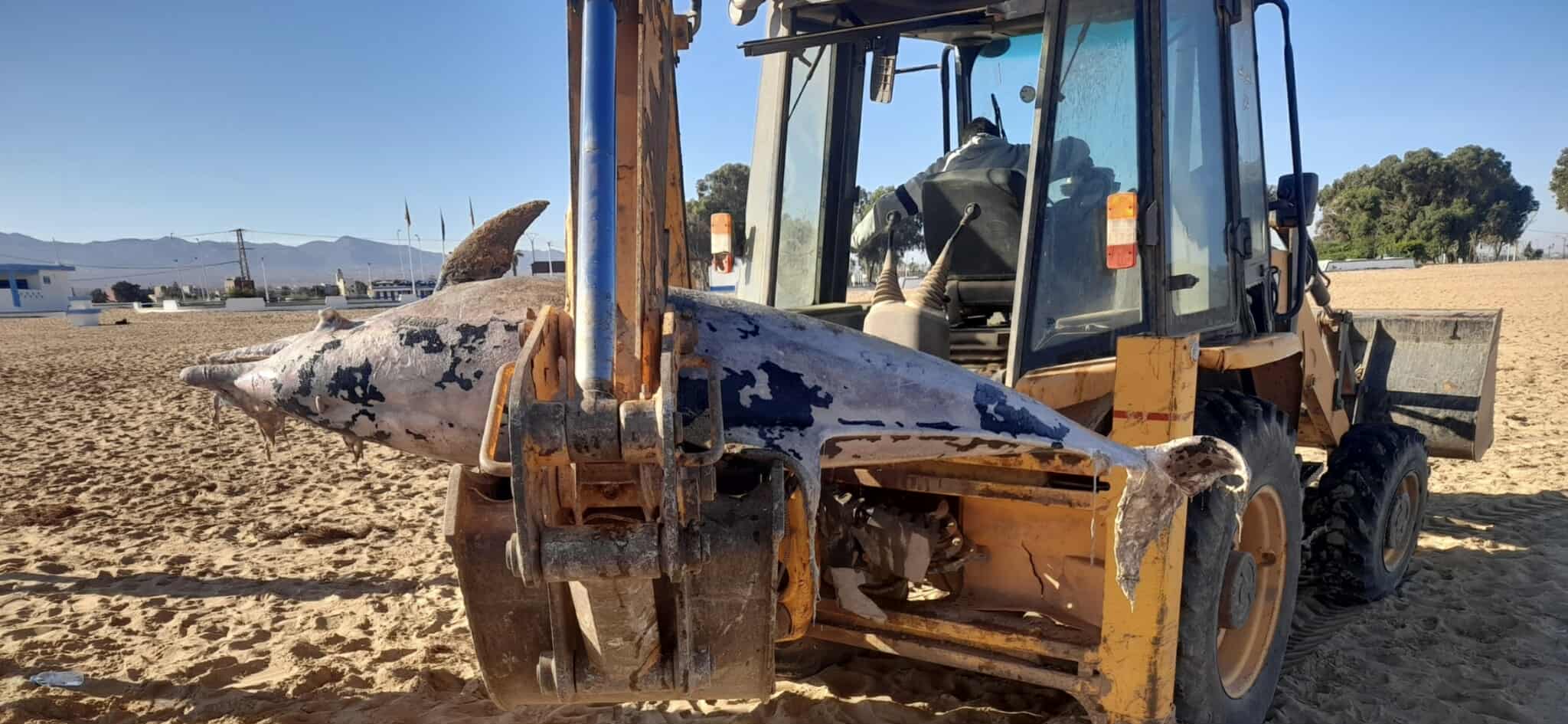 دلفين-ضخم-نافق-على-شاطئ-أركمان-بالناظور.-ظاهرة-طبيعية-أم-أزمة-تلوث؟