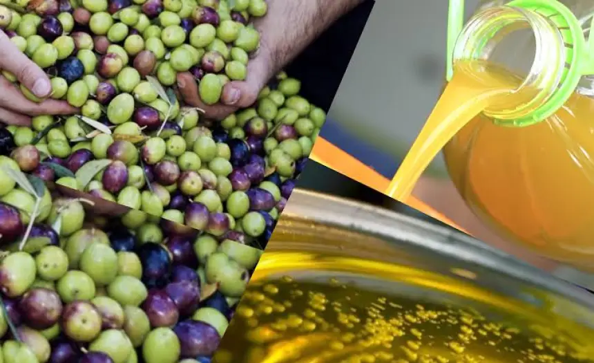 صحة-المغاربة-في-خطر.-فضح-السلطات-الأوروبية-لاستعمال-مبيدات-محظورة-دوليا-في-معالجة-أشجار-الزيتون-بالمغرب-يثير-المخاوف