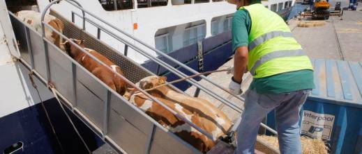 المغرب-ثالث-أكبر-مستورد-للماشية-من-الأوروغواي-في-العالم-سنة-2025