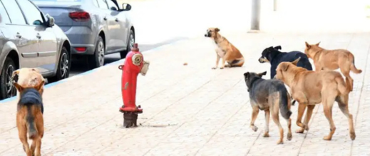 هجوم-كلاب-ضالة-يودي-بحياة-شخص