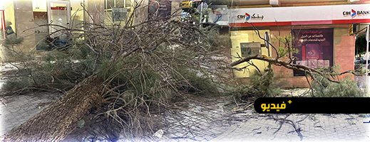 الرياح-القوية-تسقط-شجرة-قرب-مقهى-شهير-بالناظور-وتصيب-شخصا-بجروح