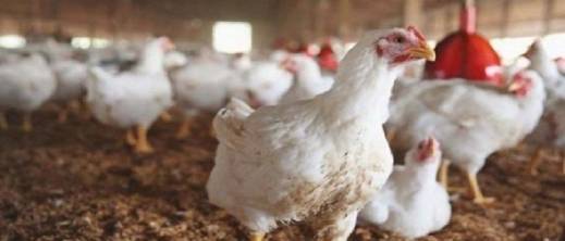 انخفاض-أسعار-الدجاج.-المغاربة-يتنفسون-الصعداء-بعد-أسابيع-من-الغلاء