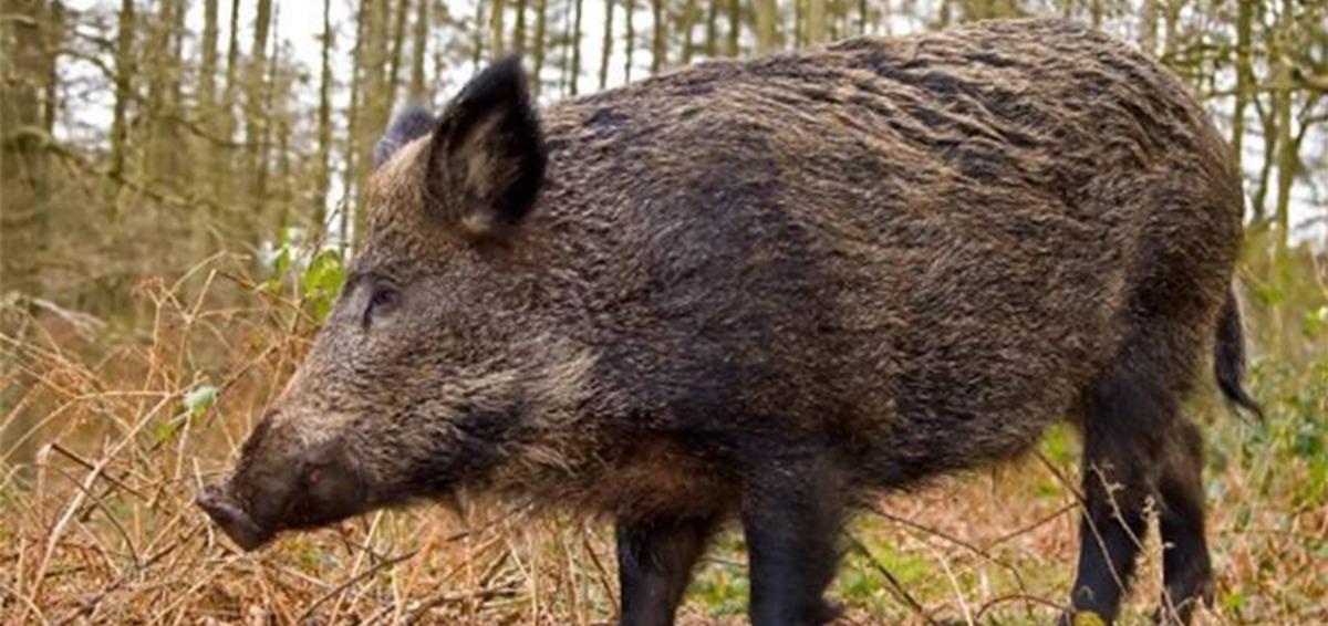 اقتراح-برلماني-بتحويل-لحوم-الخنزير-البري-في-المغرب-للتصدير