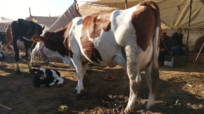 ذبيحة-سرية-داخل-مجزرة-جماعية-تدفع-مواطنين-لمحاصرة-جزار-معروف-ضواحي-وزان-(صورة)