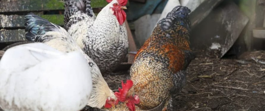 بما-فيها-مليلية…-إسبانيا-تعدم-2.5-مليون-طائر-بعد-تفشي-إنفلونزا-الطيور-والمغرب-يتابع-التداعيات