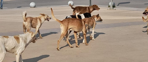 منظمات-دولية-لحقوق-الحيوان-تضغط-لمنع-المغرب-من-استضافة-كأس-العالم