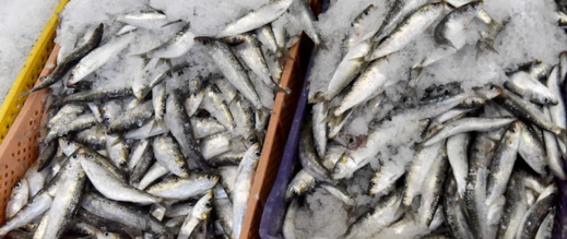 ميناء-الحسيمة-يعاني-الركود-بعد-هجرة-أسراب-السردين-من-سواحلها