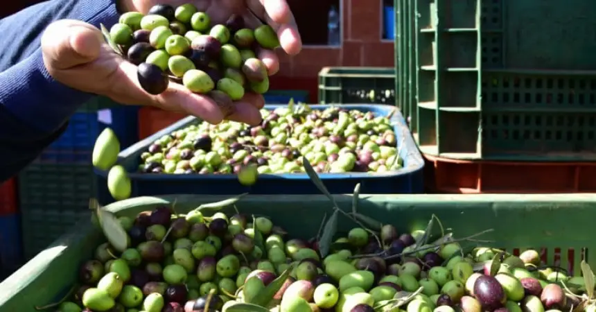 على-رأسها-وزان.-هذه-هي-المناطق-المنتجة-لأجود-أنواع-زيت-الزيتون-حسب-أصناف-أشجار-الزيتون-المتواجدة-بها