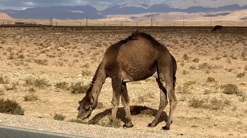 على-رمال-الصحراء-المغربية.-عدسة-“أخبارنا”-توثق-لحظات-جمال-استثنائية