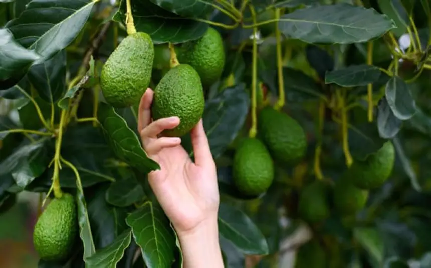 ست-سنوات-بعد-إطلاق-مشروع-الأفوكا-بشفشاون.-115-مليون-درهم-تُنفق-والنتائج-مخيبة-والتساؤلات-تتصاعد