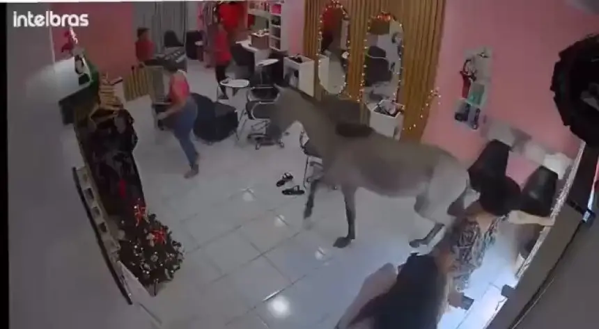 بالفيديو…حصان-يقتحم-صالون-تجميل-نسائي-في-البرازيل-ويثير-الذعر