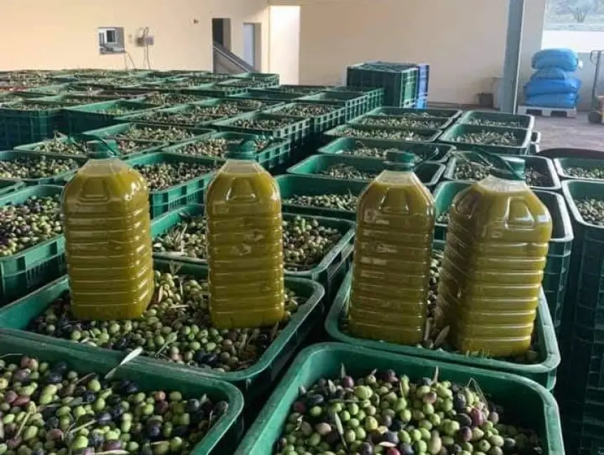 في-غياب-أي-مراقبة.-أرباب-معاصر-يقرون-زيادة-جديدة-من-شأنها-رفع-سعر-زيت-الزيتون-بنسبة-كبيرة